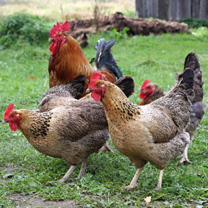 Farm Fresh Desi Chicken – Abi Farms